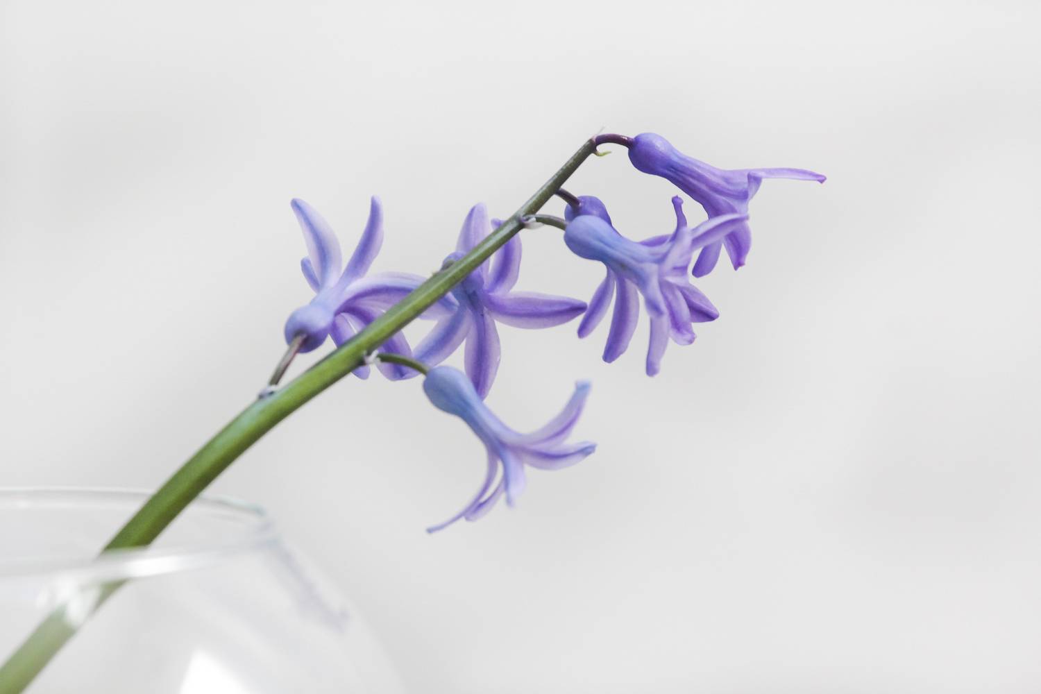 Skuteczne metody czyszczenia sztucznych kwiatów z kurzu